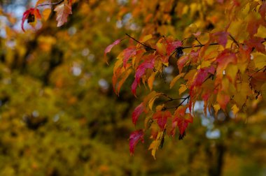 Close up of autumn maple tree branch with vibrant red and yellow leaves on soft blurred background of forest creating natural fall season atmosphere