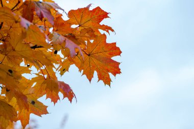 Bright colorful maple leaves on tree branches against clear blue sky on sunny autumn day creating natural seasonal background and fall atmosphere