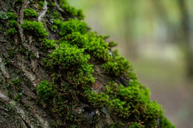 Close-up macro photo of green moss growing on the bark of a tree in the forest. Natural background showing the texture of moss and wood in soft daylight