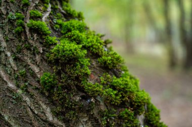 Close-up macro photo of green moss growing on the bark of a tree in the forest. Natural background showing the texture of moss and wood in soft daylight
