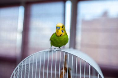 Kafes parmaklıklarında oturan yeşil muhabbet kuşu, ev ortamında evcil muhabbet kuşu, canlı tüy renkleri, popüler arkadaş ve egzotik hayvan.
