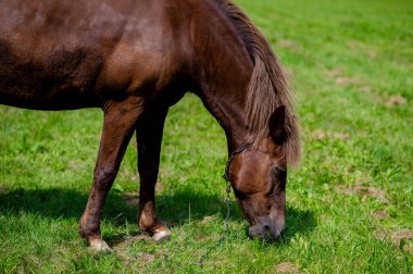 Kahverengi bir at zinciri üzerinde huzur içinde otluyor yemyeşil çayır, kırsal alanda geleneksel çiftlik hayvanı, kırsal tarım ve yaz doğasında çiftlik hayvanı sahnesi.