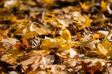 Zemin, canlı sarı sonbahar yapraklarıyla kaplanarak mevsimsel doğal arka plan oluşturur.