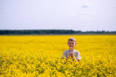 Sarışın çocuk güneşli bir günde çiçek açan bir kolza tarlasında duruyor, nazikçe sarı bir çiçek kokluyor, doğa ve altın ışıkla çevrili.