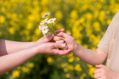 Çiçek açan bir yaz tarlasında iki el papatya demeti değiş tokuşu, sevgiyi, ilgiyi, bağlantıyı ve şefkati simgeliyor, Anneler Günü teması için mükemmel.