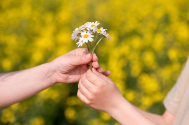 Çiçek açan bir yaz tarlasında iki el papatya demeti değiş tokuşu, sevgiyi, ilgiyi, bağlantıyı ve şefkati simgeliyor, Anneler Günü teması için mükemmel.