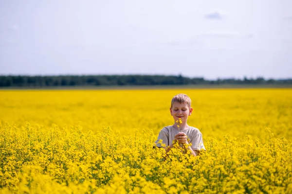 Sarışın çocuk güneşli bir günde çiçek açan bir kolza tarlasında duruyor, nazikçe sarı bir çiçek kokluyor, doğa ve altın ışıkla çevrili.