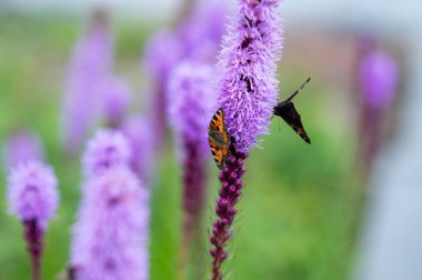 Yaz bahçesinde Liatris spicata çiçeğiyle beslenen Aglais urticae kelebeğinin yakın çekimi, tozlaşma, biyolojik çeşitlilik, ekosistem ve doğa güzelliğinin sembolü.