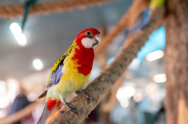 Kuşhane içindeki ahşap dalda oturan renkli rosella papağanı Platycercus eximius. Canlı tüylü parlak egzotik kuş, vahşi yaşam kuş portresi, hayvanat bahçesi ve doğa fotoğrafçılığı konsepti