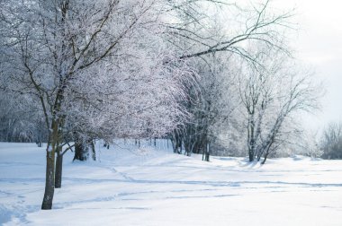 Karla kaplı zemini ve soğuk ağaçları olan sessiz bir kış ormanı. Huzurlu soğuk mevsim manzarası, doğa arka planı, sakinlik ve sessizlik kavramı