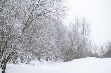 Parkta karla kaplı ağaçlarla dolu huzurlu kış manzarası, soğuk mevsimlik doğa arka planı