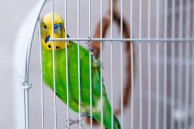 Parmaklıkların arkasında sevimli yeşil ve sarı muhabbet kuşunun yakın çekimi. Evcil hayvan bakımı, evcil hayvanlar, kuş bakımı ve küçük renkli egzotik kuşlarla arkadaşlık kavramı.