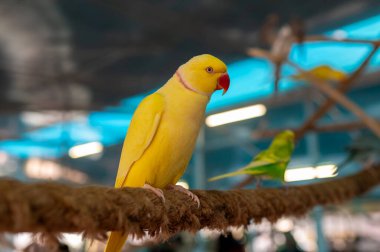 Kırmızı gagalı, kırmızı gagalı, çarpıcı sarı bir Kızılderili Halkalı Papağan 'ın yüksek kalite yakın çekimi. Arka planda, uzaktaki yeşil muhabbet kuşuna yumuşak bir odak noktası yer alıyor.