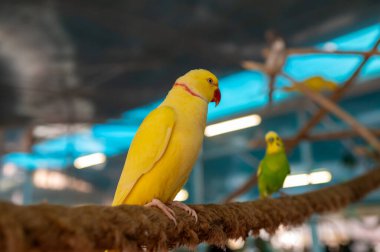 Kırmızı gagalı, kırmızı gagalı, çarpıcı sarı bir Kızılderili Halkalı Papağan 'ın yüksek kalite yakın çekimi. Arka planda, uzaktaki yeşil muhabbet kuşuna yumuşak bir odak noktası yer alıyor.