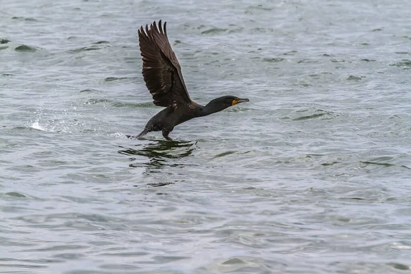 Nehirden kalkan bir karabatak.
