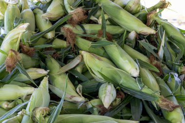 Çöp kutusundaki mısır koçanı yığınları.