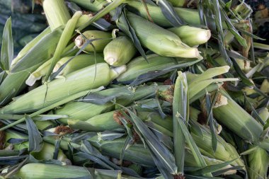 Çöp kutusundaki mısır koçanı yığınları.