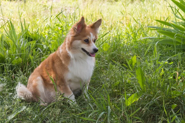 Corgi-ras van de hond in het gras — Stockfoto