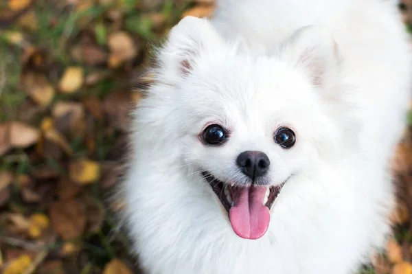 Portrait Chien Poméranie Blanc Feuilles Gros Plan — Photo