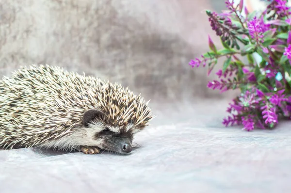 Africký Ježek Šedém Pozadí Květinou — Stock fotografie