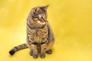 Sarı arka planda güzel bir kedinin portresi.