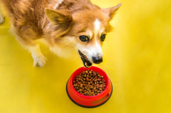 Köpek Kırmızı Bir Kaseden Kuru Yiyecek Yer Köpek Maması Konsepti — Stok fotoğraf
