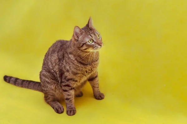 Retrato Gato Sobre Fondo Amarillo Estudio — Foto de Stock