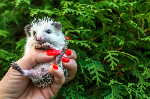 Portrait African hedgehog on a woman hand