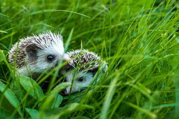 Portrait Two African Hedgehog Grass — Stock Photo, Image