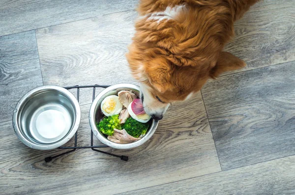 Bir kase sebze, et ve yumurta ile zencefilli bir köpeğin portresi. Köpek maması.