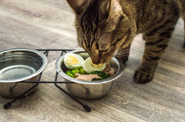 hungry cat eats fresh natural food. Cat food and diet concept