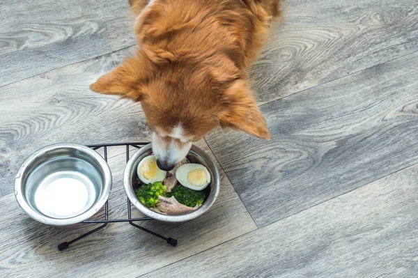 Mutfaktaki Köpek Tabaktan Taze Doğal Yiyecekler Yiyor Köpeğin Beslenmesi Beslenmesi — Stok fotoğraf