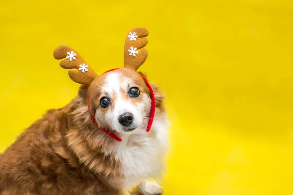 Sarı Arka Planda Yeni Yıl Geyiğinin Boynuzlarında Bir Köpeğin Portresi — Stok fotoğraf