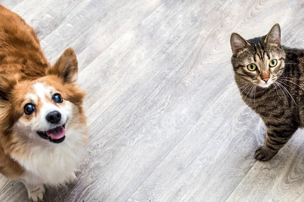 Πορτραίτο Γάτας Και Σκύλου Εδώ Κοντά Αντιγραφή Χώρου — Φωτογραφία Αρχείου