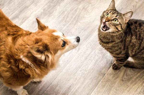 Portrait of a cat and a dog nearby. Close up