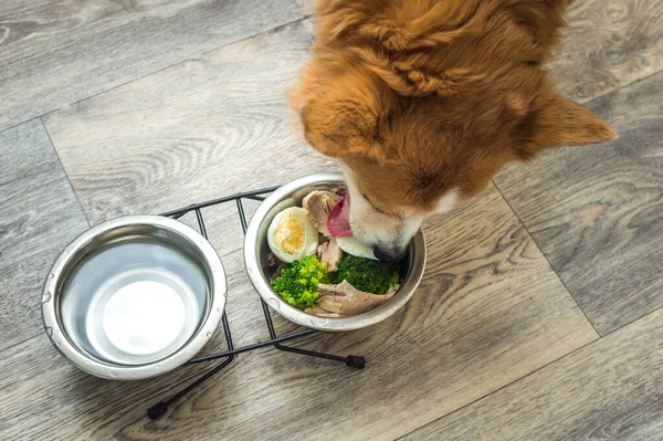 Mutfaktaki köpek tabaktan taze doğal yiyecekler yiyor. Köpeğin beslenmesi ve beslenmesi.