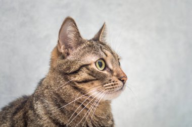 Gri arka planda gri bir kedinin portresi