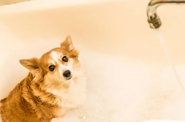 Retrato Cão Uma Banheira Com Espuma Banho Água Flui Torneira — Fotografia de Stock