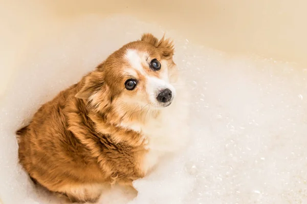 Retrato Cão Gengibre Uma Banheira Com Espuma Banho — Fotografia de Stock