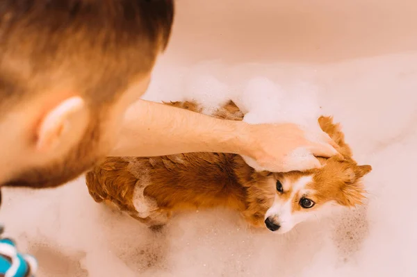Молодий Чоловік Миє Свого Собаку Імбир Ванній — стокове фото