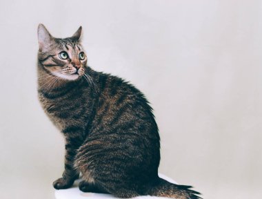 Ciddi ve güzel bir kedinin portresi. Yakından.