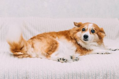 Zencefilli köpek yatağın üstünde yatıyor.