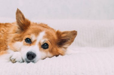 Zencefilli şirin bir köpeğin portresi.