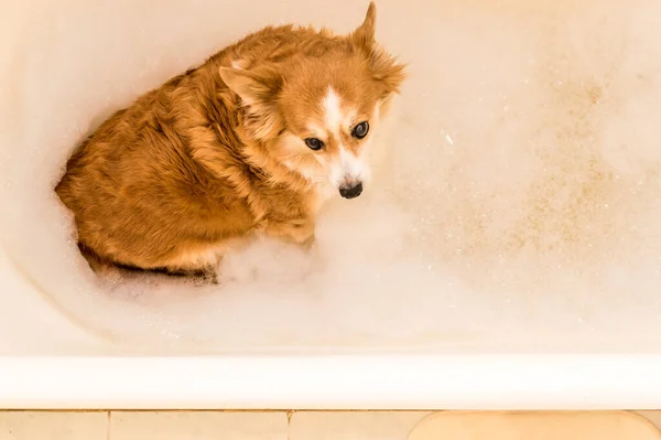 Cão Lavado Uma Banheira Cheia Espuma Banho — Fotografia de Stock