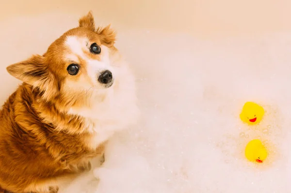 Retrato Cão Uma Banheira Com Espuma Banho Patos Borracha Água — Fotografia de Stock