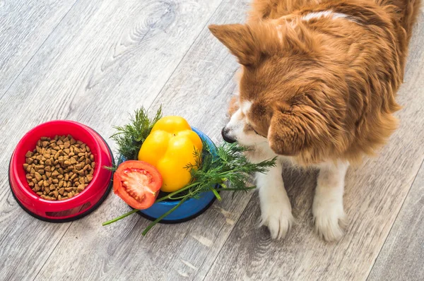 Dry food and a bowl of vegetables are on the kitchen floor next to the dog.