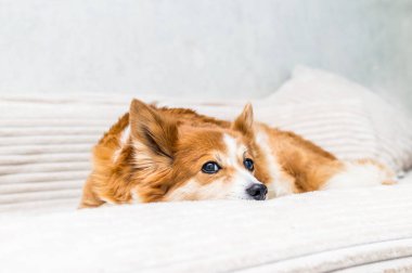 Yatağın üzerinde kızıl bir köpeğin portresi.