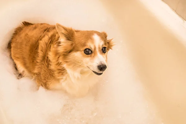 Cão Olha Para Fora Banheiro Com Espuma Banho Para Câmera — Fotografia de Stock