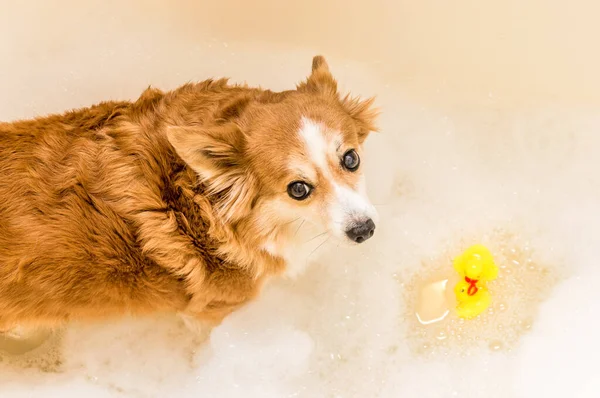 Portrait Dog Bathtub Bathing Foam Rubber Ducks Water — Stock Photo, Image