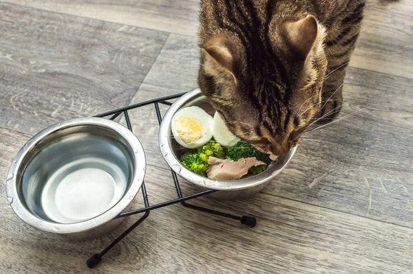 hungry cat eats fresh natural food. Cat food and diet concept